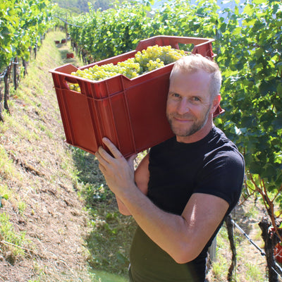 Thomas mit einer Kiste Sauvignon Trauben 