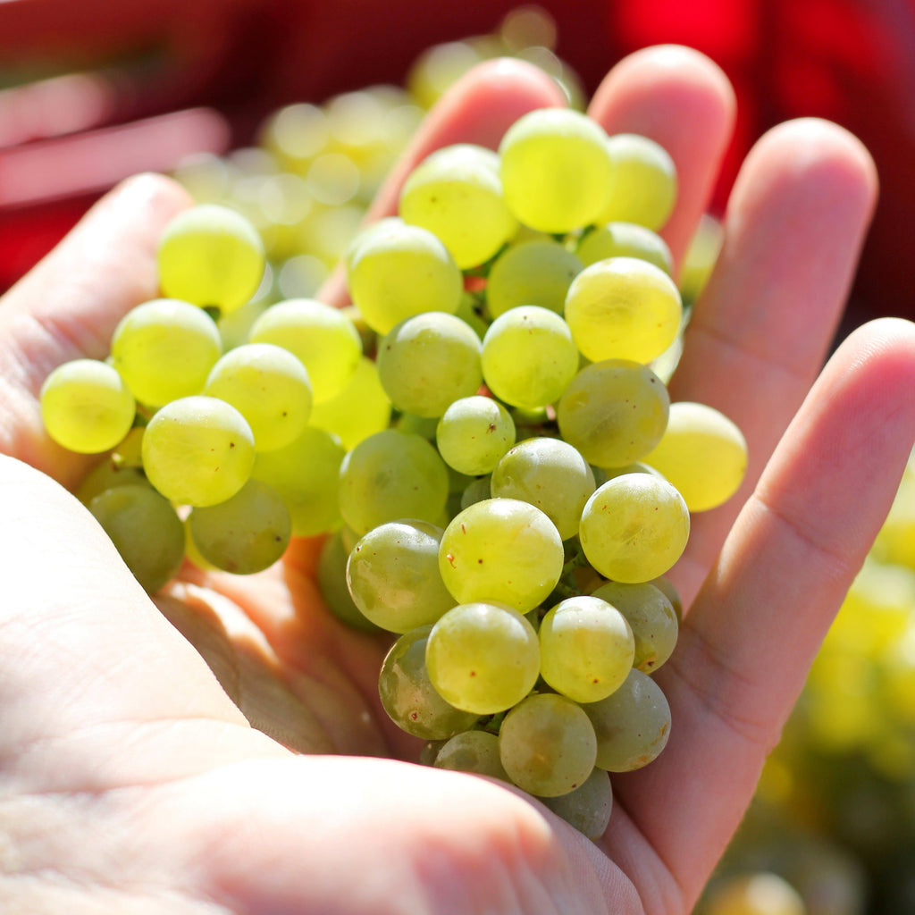 Sauvignon Traube in der Hand 