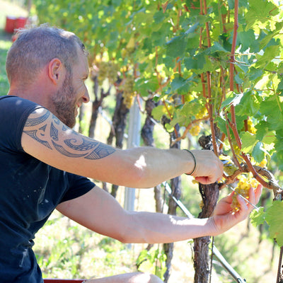 Thomas bei der Weinlese Fumeris 