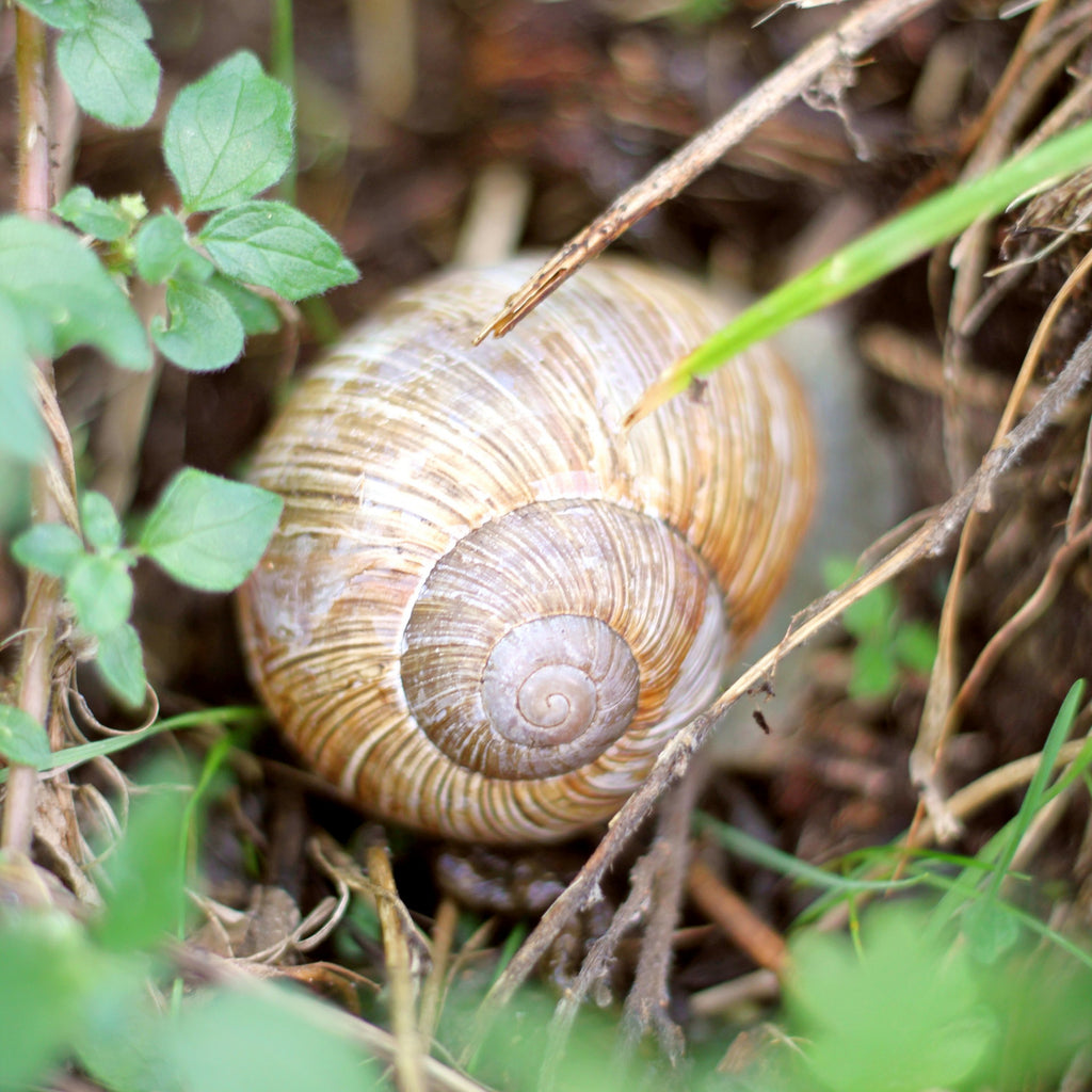 Schnecke im Weinberg Leit 