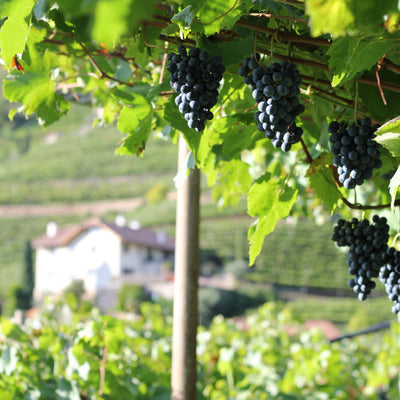 Lagrein Grafenleiten mit Weingut 