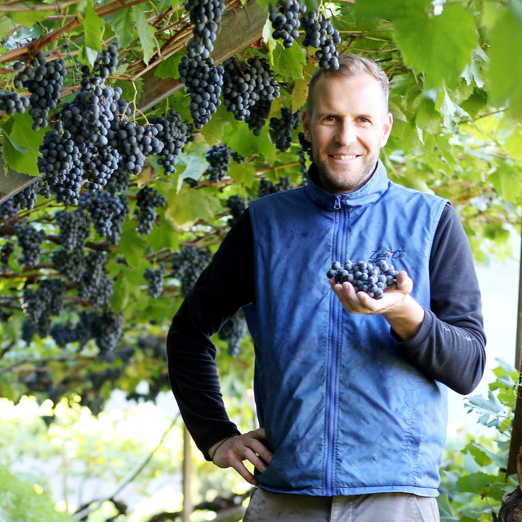 Thomas in Lagrein-Pergola mit Lagrein-Traube Starc 