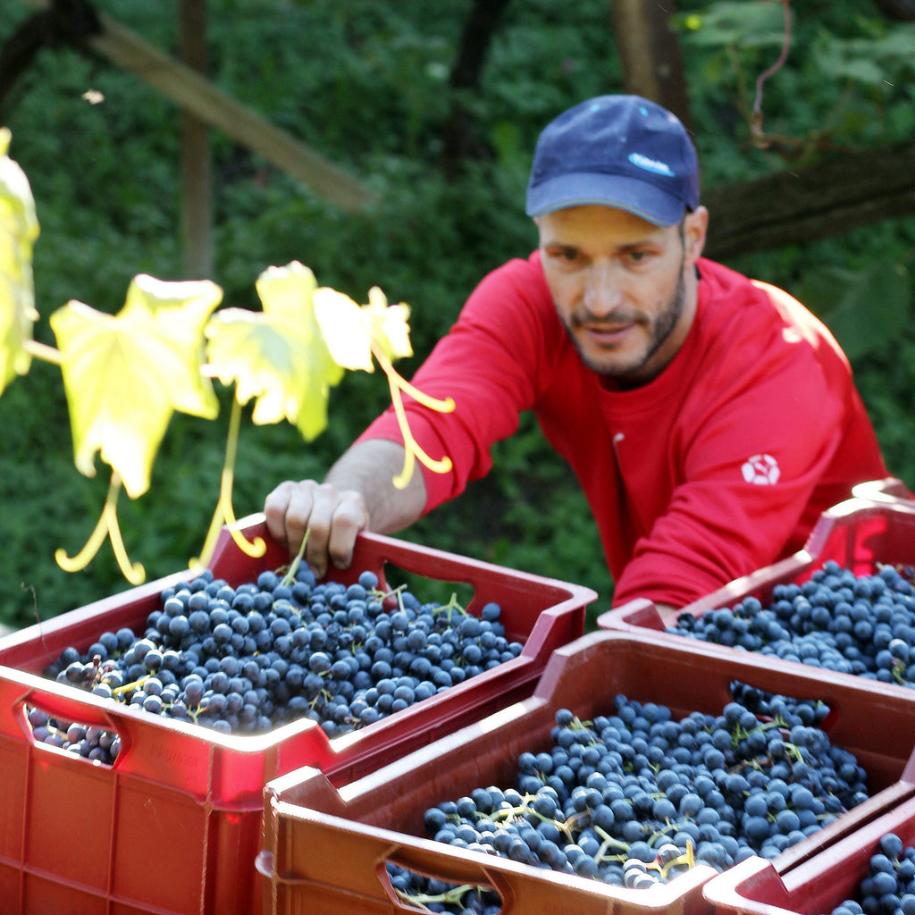 Matthias beim Vorbereiten der Weinkisten zum Transport Starc 