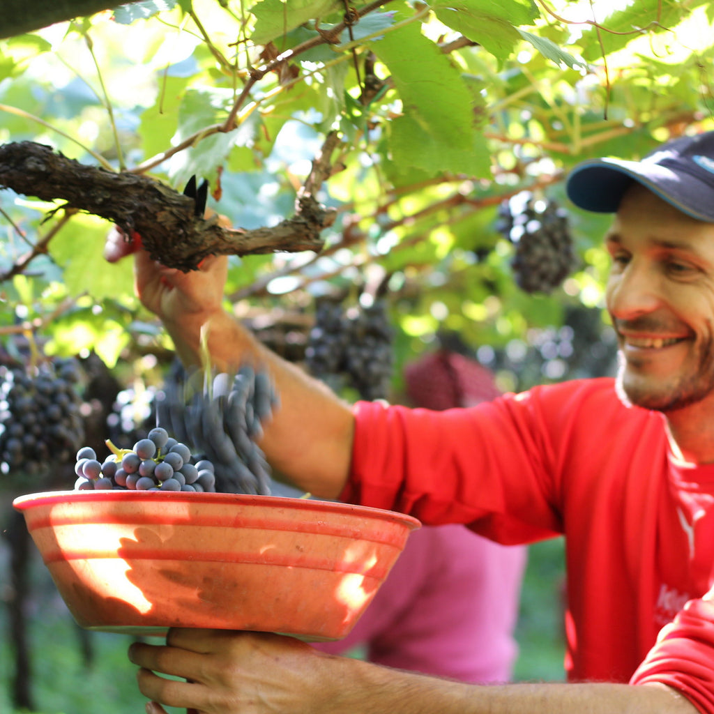 Bruder Matthias bei der Lagrein-Lese Starc 