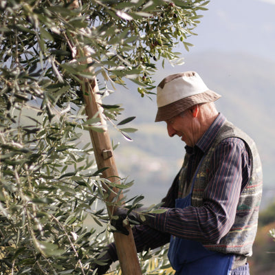 Heini auf einem alten Olivenbaum 
