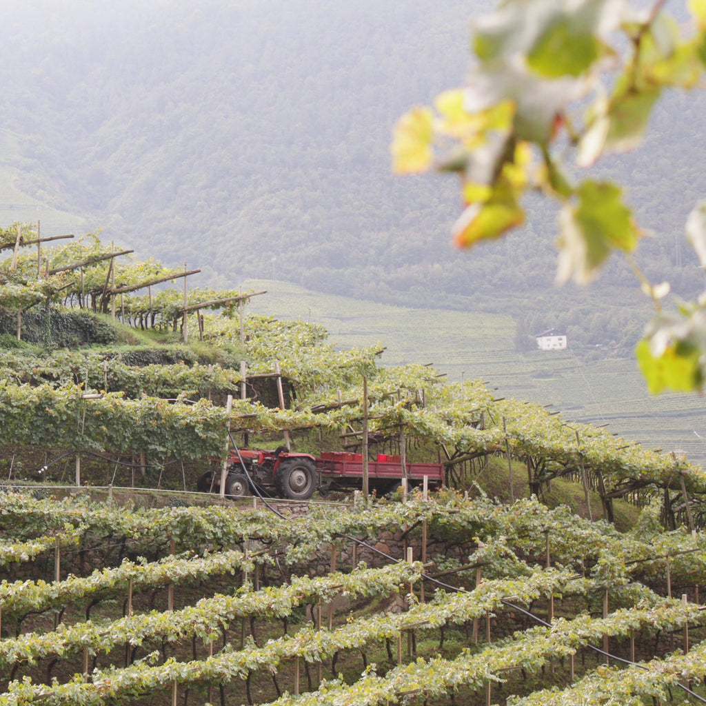 Traktor Weinlese Grafenleiten 