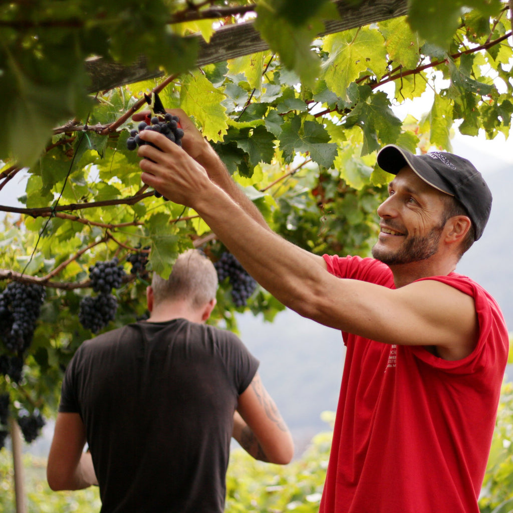 Weinlese auf der Leit 