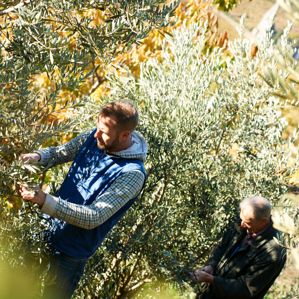Thomas und Heini beim Oliven klauben 