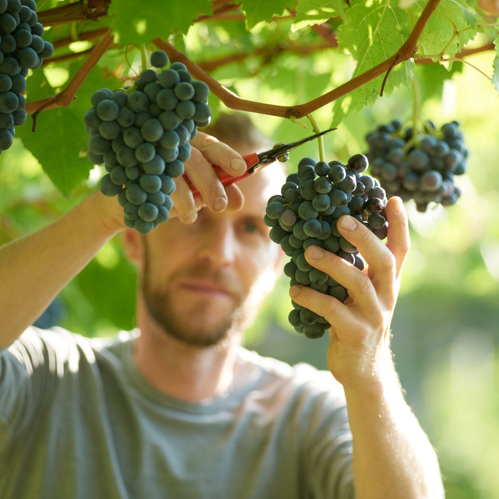 Thomas-harvesting-Vernatsch-grapes_by-EhJq Classico 
